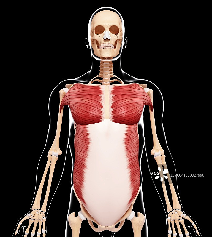 人类肌肉组织，电脑艺术品。图片素材