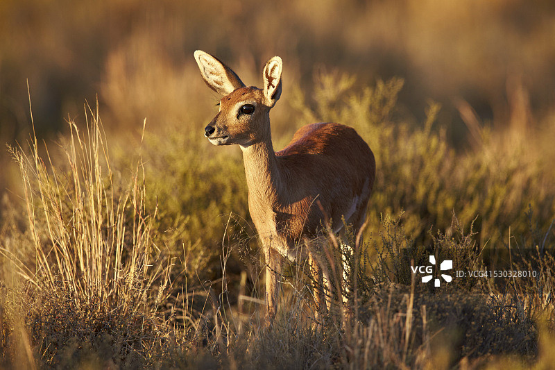 山斑马国家公园的母史氏羚羊（Raphicerus campestris），南非图片素材