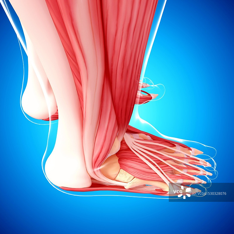 人类腿部肌肉组织，电脑艺术品。图片素材
