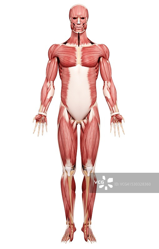 人类肌肉组织，电脑艺术品。图片素材