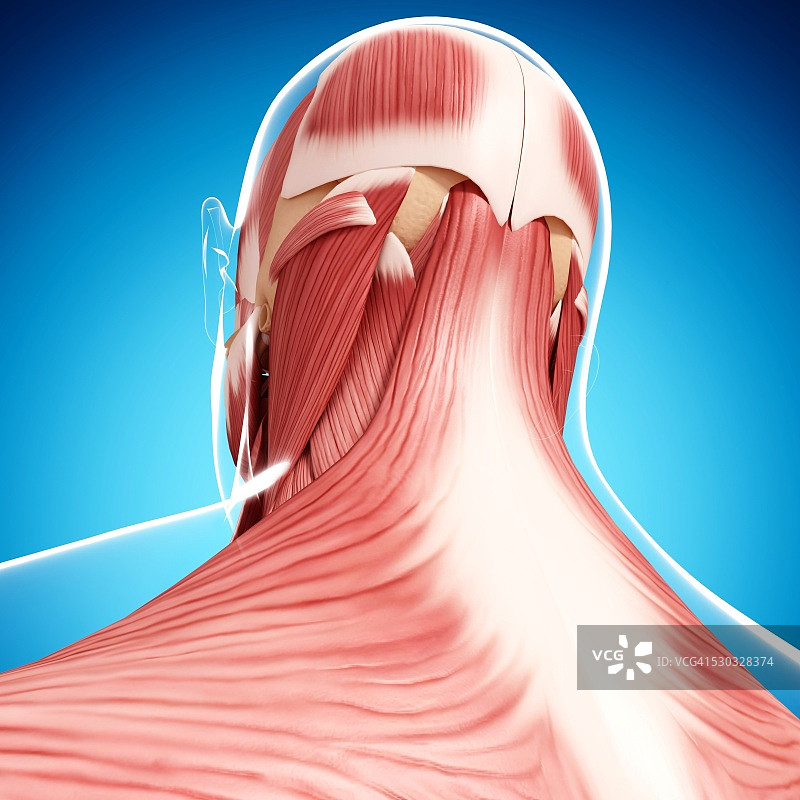 人类肌肉组织，电脑艺术品。图片素材