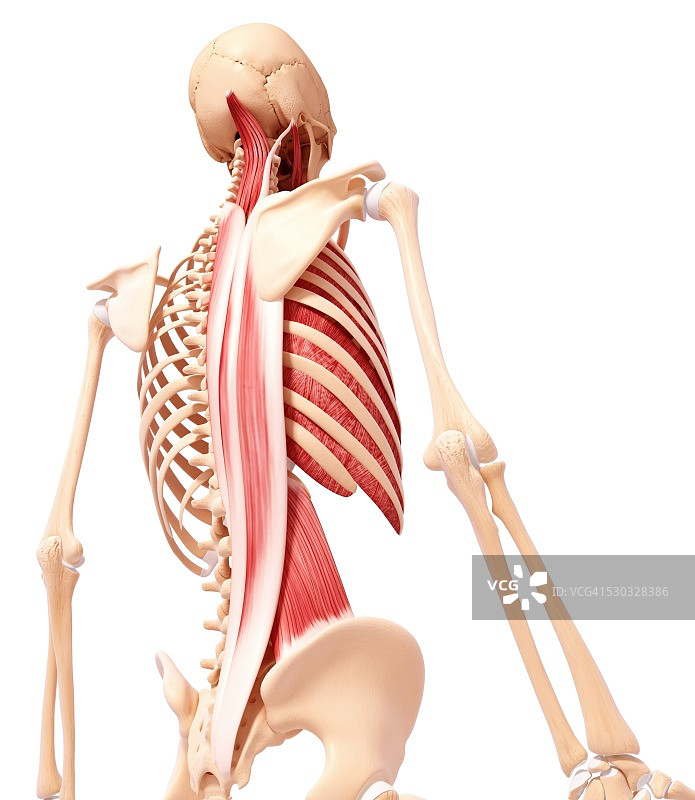 人类肌肉组织，电脑艺术品。图片素材