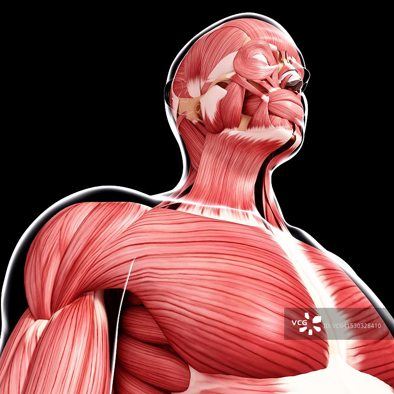 人类肌肉组织，电脑艺术品。图片素材