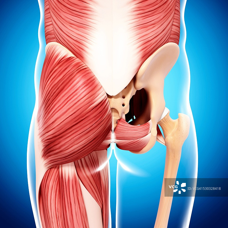 人体臀部肌肉结构电脑艺术图图片素材