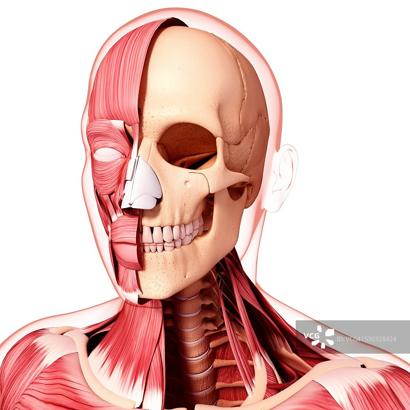 人脑肌肉组织电脑艺术图图片素材