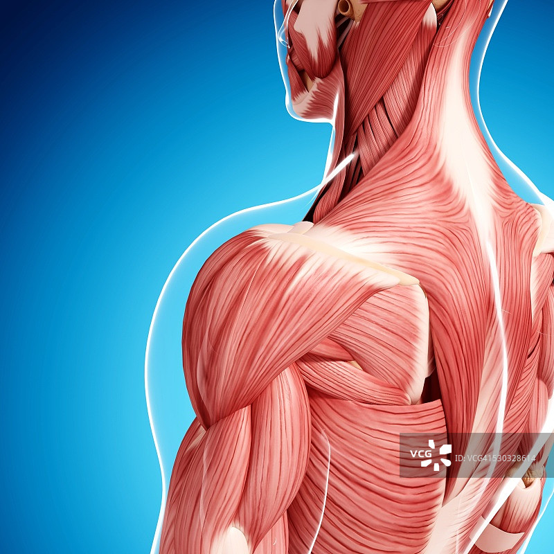 人类肌肉组织，电脑艺术品。图片素材