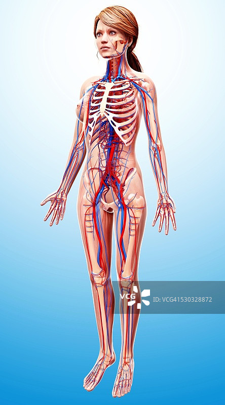 女性心血管系统电脑图图片素材
