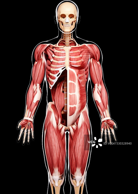 人类肌肉组织，电脑艺术品。图片素材