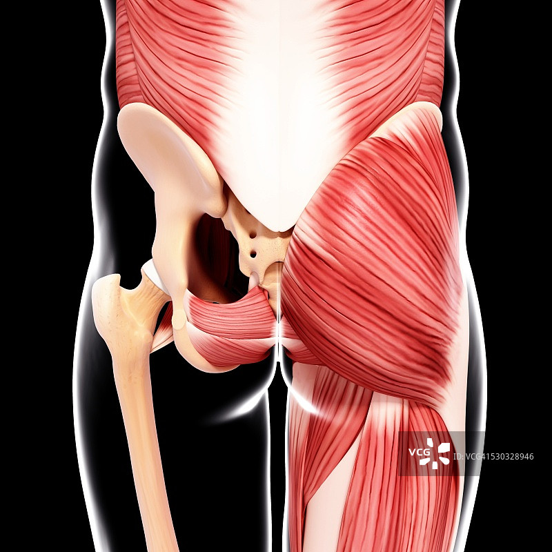 人体臀部肌肉结构电脑艺术图图片素材