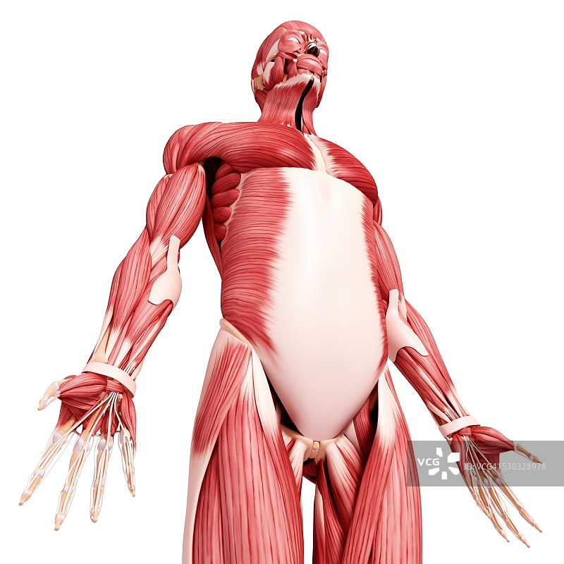 人类肌肉组织，电脑艺术品。图片素材