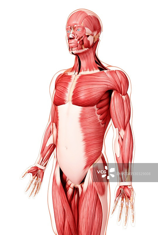 人类肌肉组织，电脑艺术品。图片素材