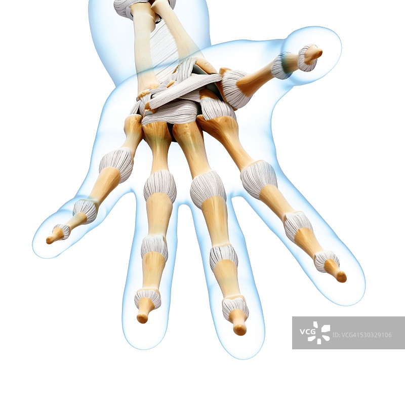 手部骨骼电脑艺术图图片素材