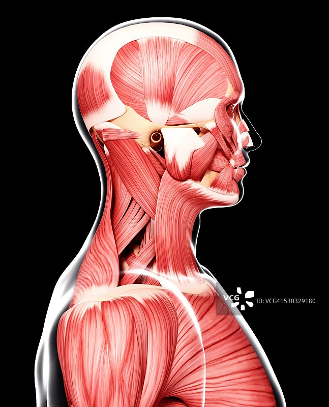 人类肌肉组织，电脑艺术品。图片素材