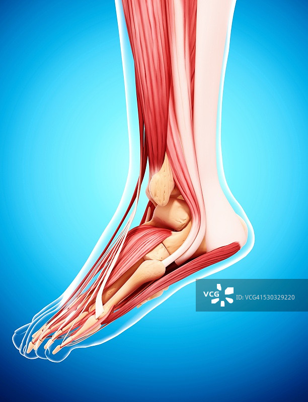 人类腿部肌肉组织，电脑艺术品。图片素材