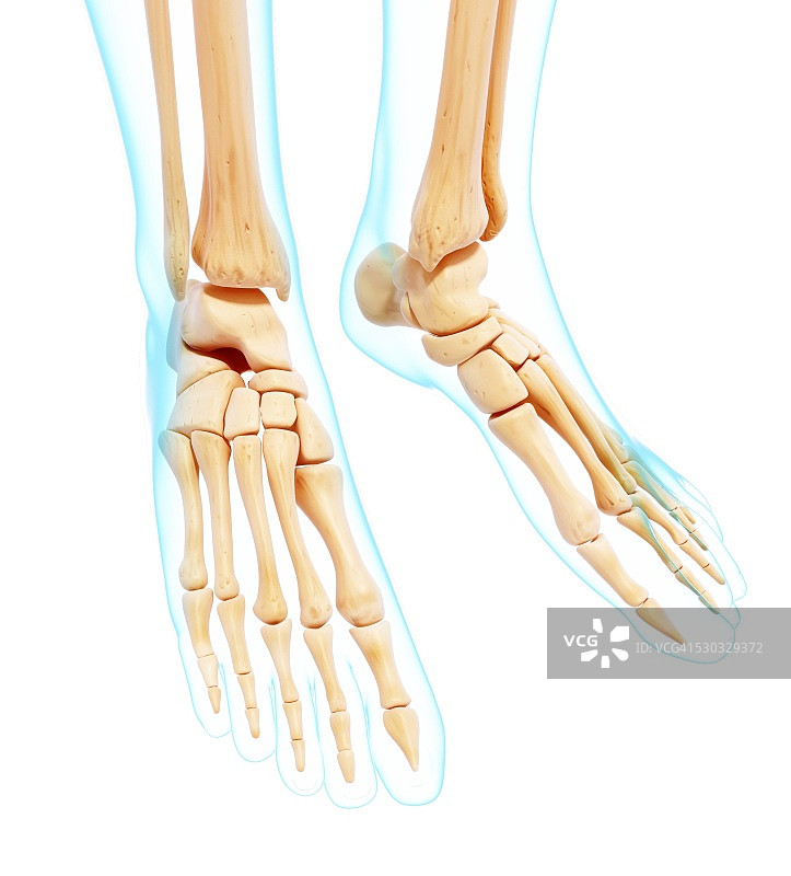 人类足部骨骼电脑图图片素材