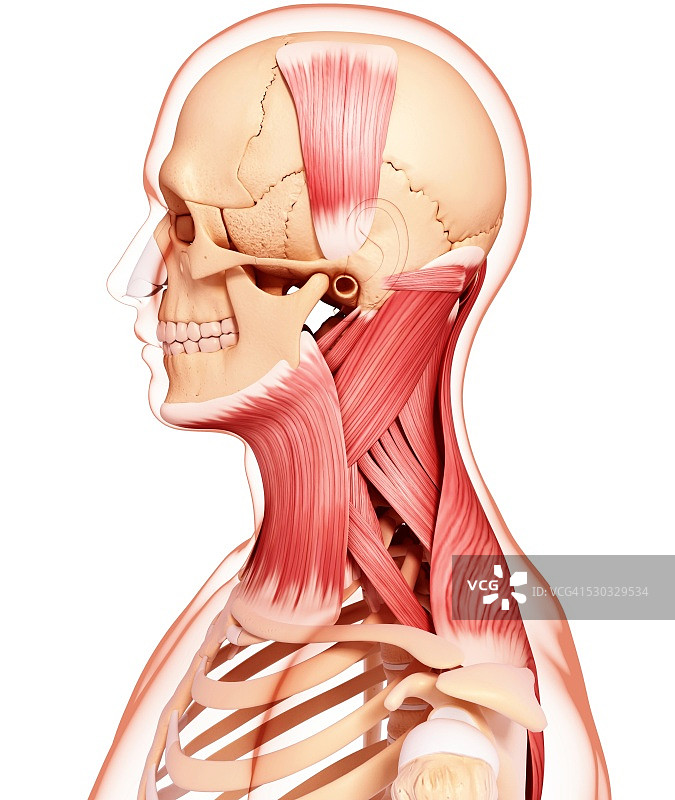 人类肌肉组织，电脑艺术品。图片素材