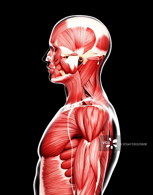 人类肌肉组织，电脑艺术品。图片素材
