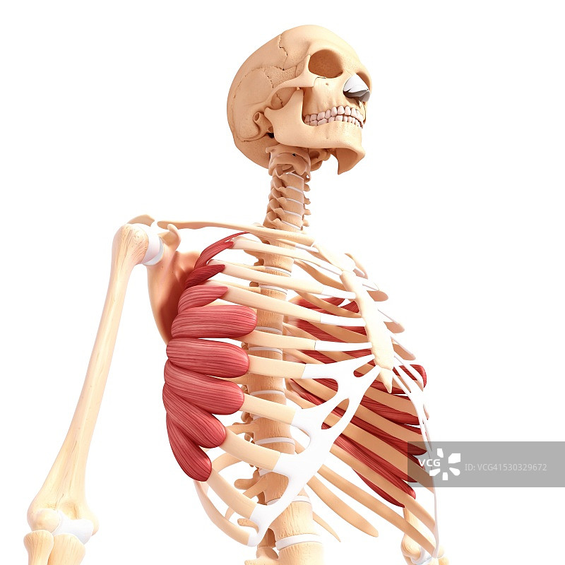 人类肌肉组织，电脑艺术品。图片素材