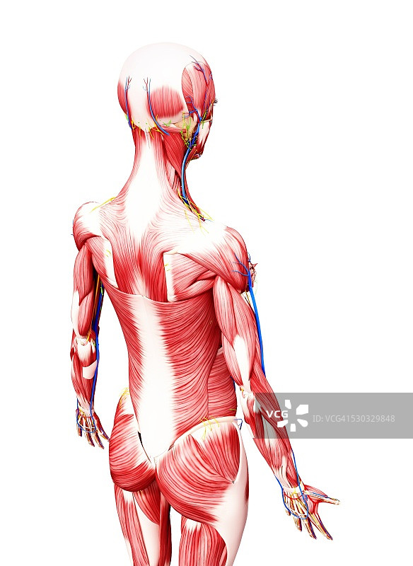 女性解剖学，电脑艺术作品。图片素材