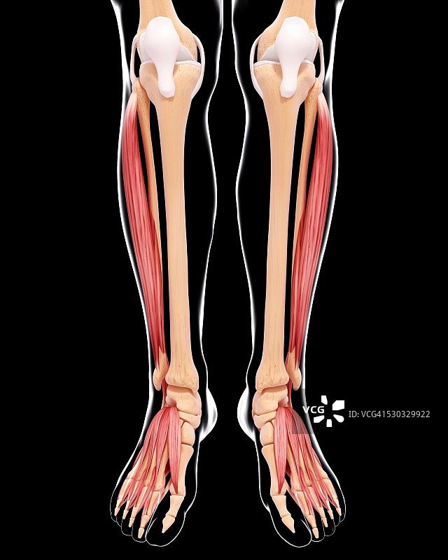 人类腿部肌肉组织，电脑艺术品。图片素材