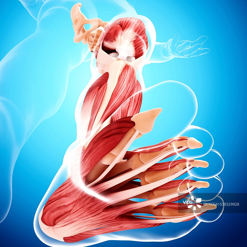 人类腿部肌肉组织，电脑艺术品。图片素材