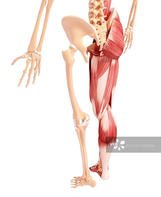 人类腿部肌肉组织，电脑艺术品。图片素材