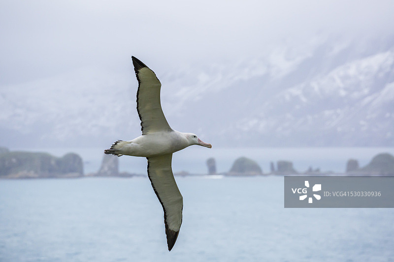 漂泊信天翁在南乔治亚岛附近飞行图片素材