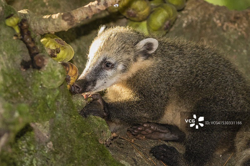 成年南美浣熊，伊瓜苏瀑布国家公园，阿根廷米西奥内斯图片素材