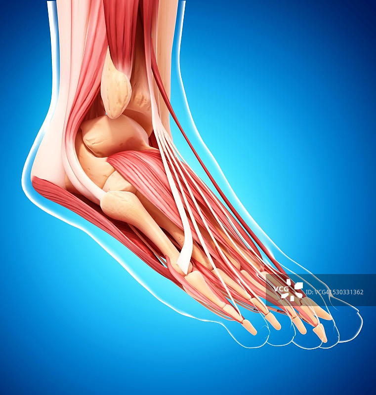 人类足部肌肉组织，电脑艺术作品图片素材