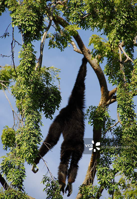 向右摆动图片素材