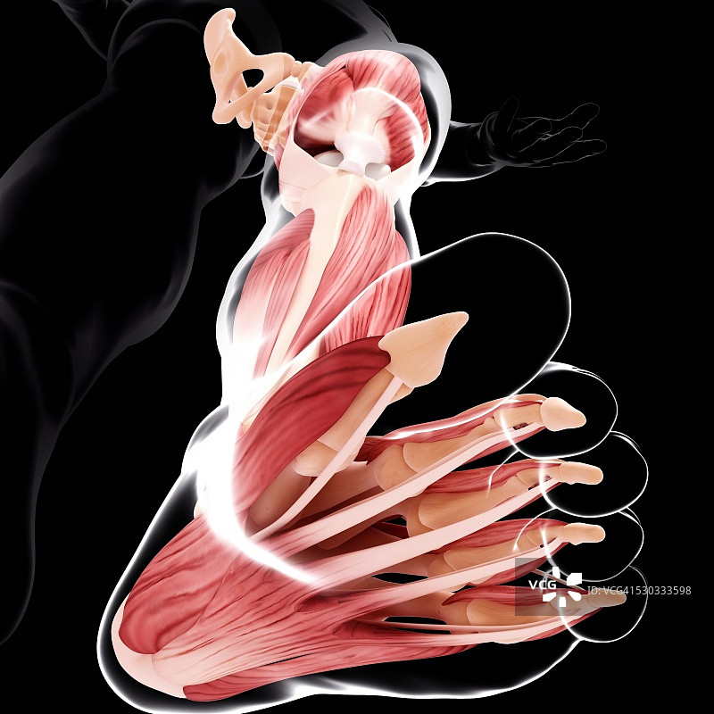 人体腿部肌肉解剖图片素材