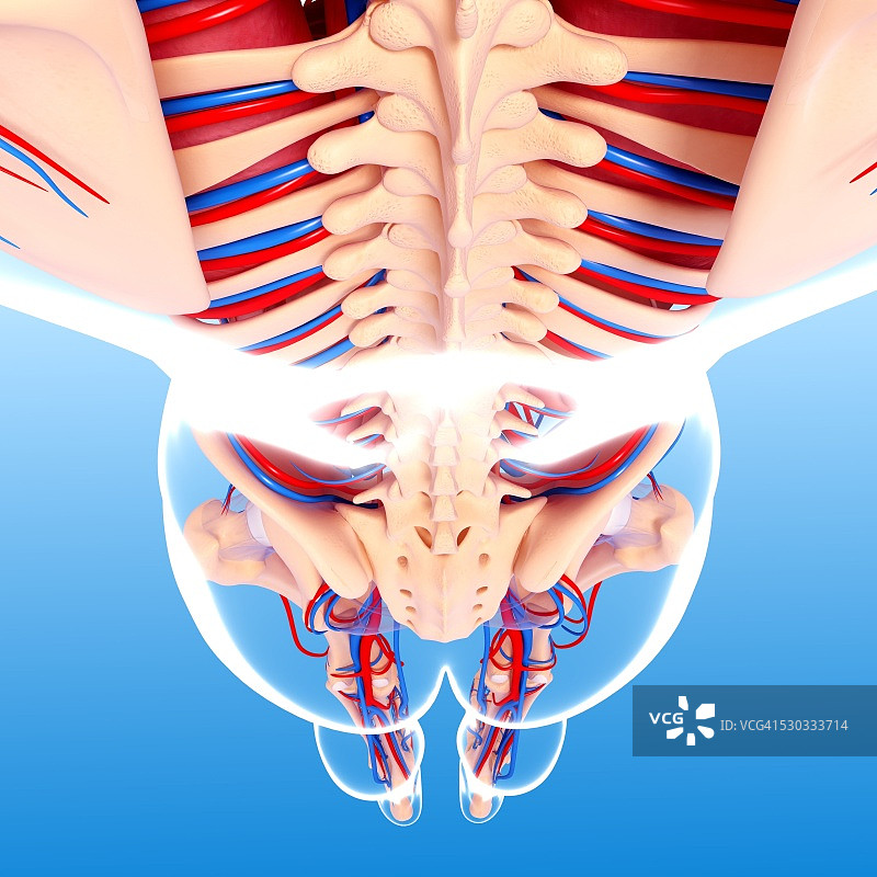 人体解剖计算机艺术作品图片素材