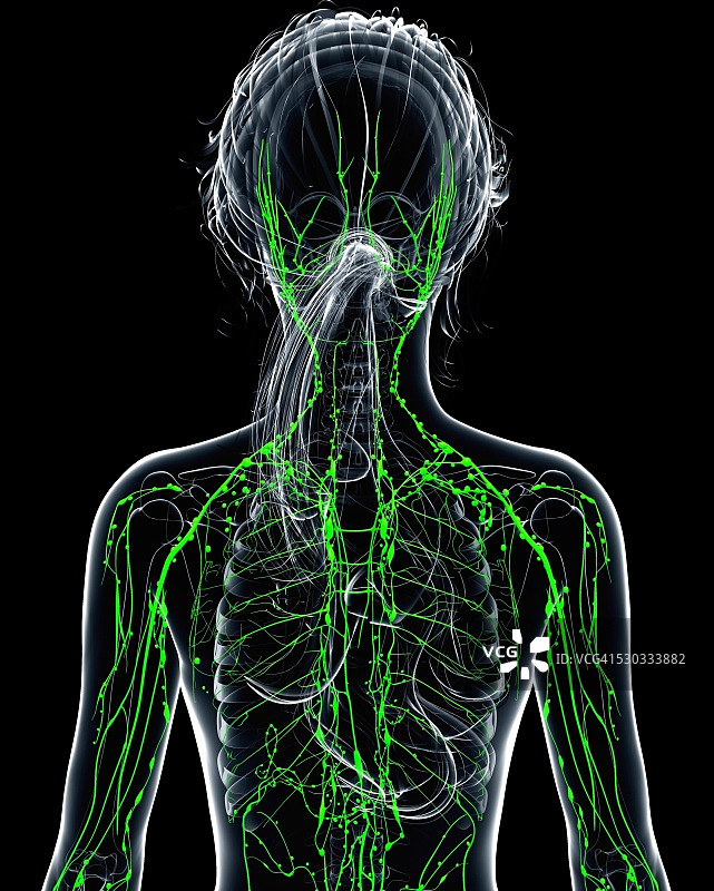 女性淋巴系统电脑图图片素材