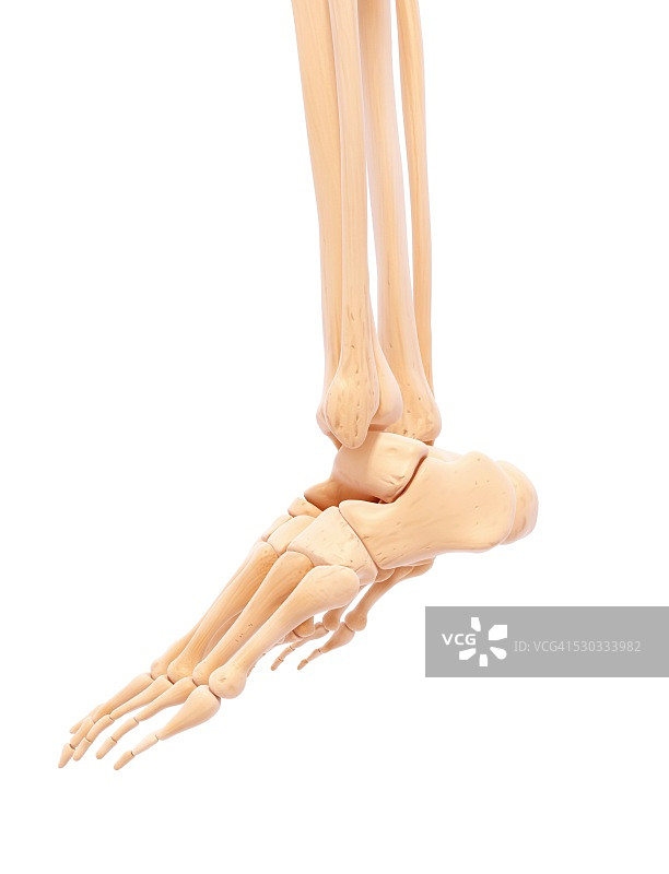 人体腿部骨骼电脑艺术作品图片素材