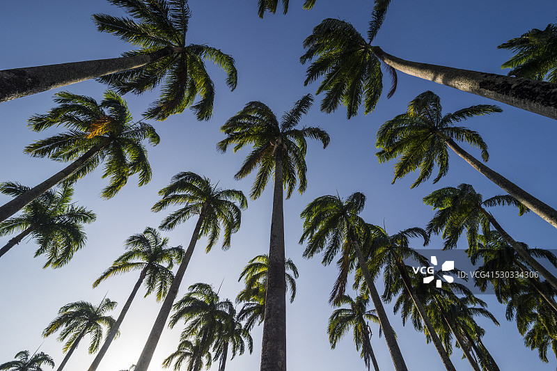 法属圭亚那卡宴市中心的棕榈树林，法国海外省，南美洲图片素材