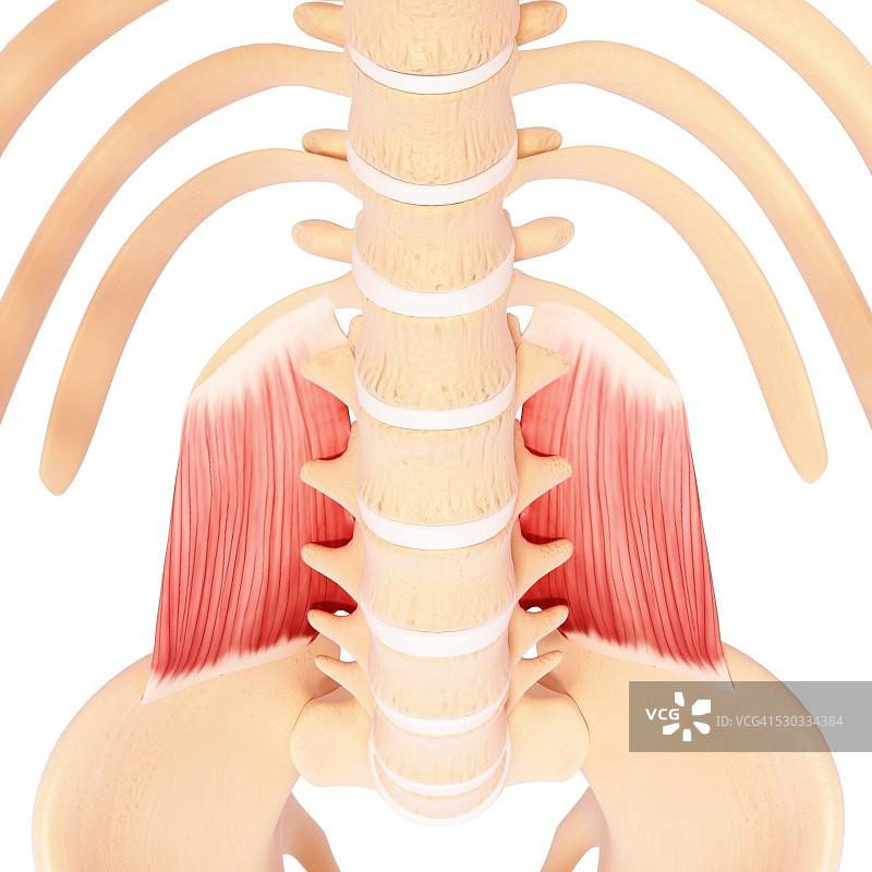 人类肌肉组织，电脑艺术品。图片素材