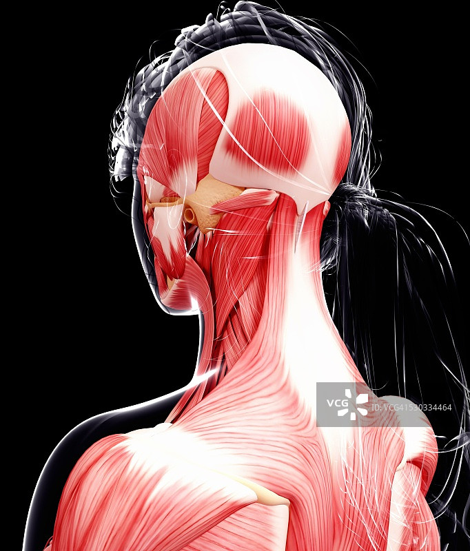 女性肌肉组织（电脑艺术作品）图片素材