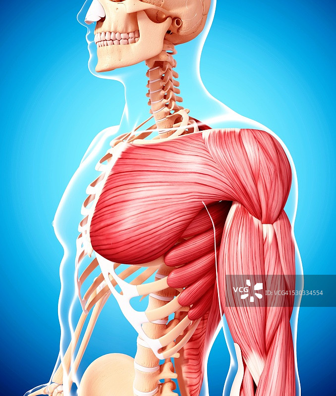 人类肌肉组织，电脑艺术品。图片素材