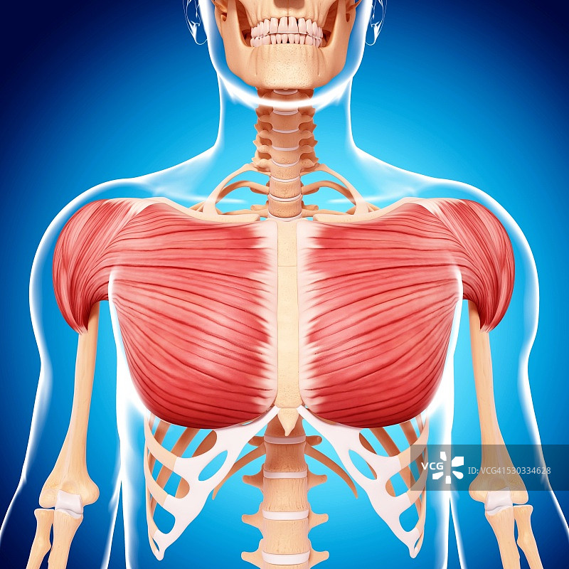 人类肌肉组织，电脑艺术品。图片素材