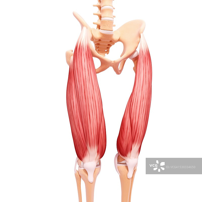 人类腿部肌肉组织，电脑艺术品。图片素材
