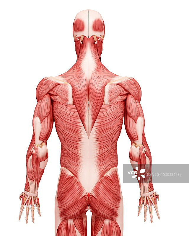 人类肌肉组织，电脑艺术品。图片素材