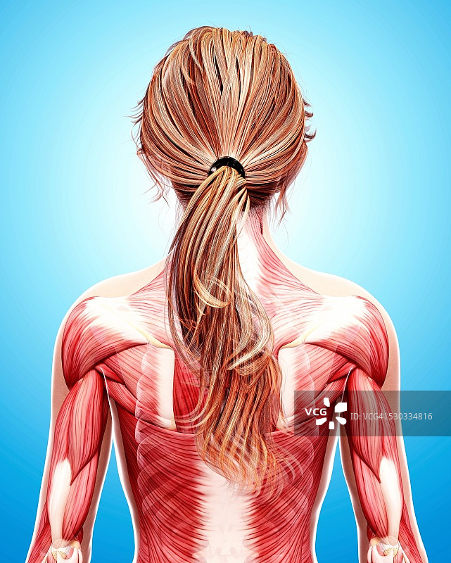 女性肌肉组织（电脑艺术作品）图片素材