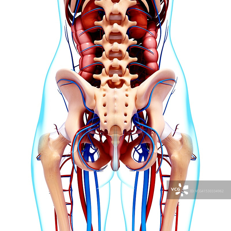 女性解剖学，电脑艺术作品。图片素材