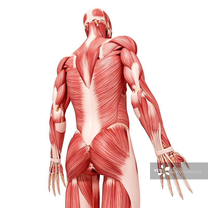 人类肌肉组织，电脑艺术品。图片素材