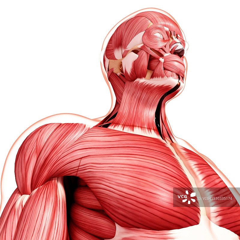 人类肌肉组织，电脑艺术品。图片素材