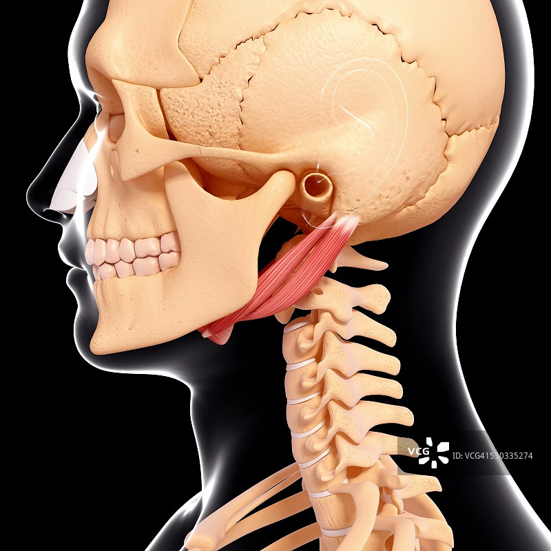 人类颈部肌肉组织电脑图图片素材