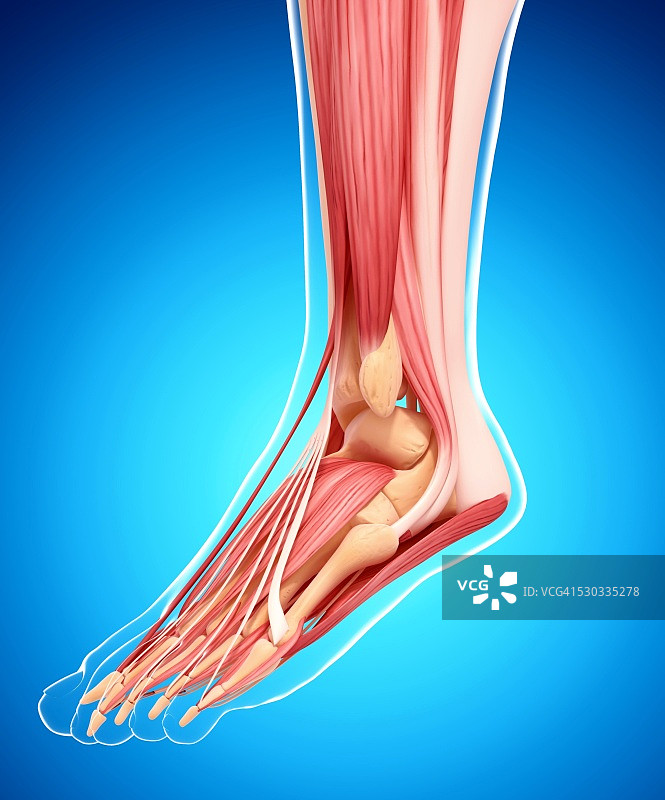 人类腿部肌肉组织，电脑艺术品。图片素材
