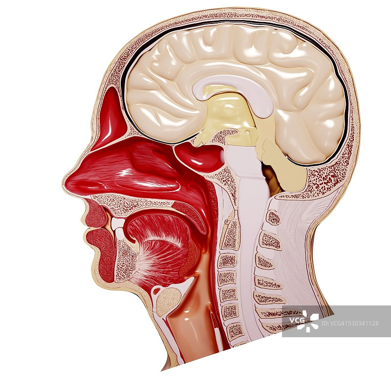人脑解剖结构电脑绘图图片素材