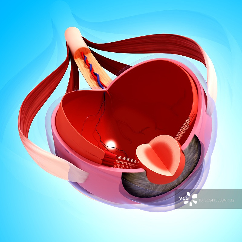 人眼解剖结构计算机艺术作品图片素材