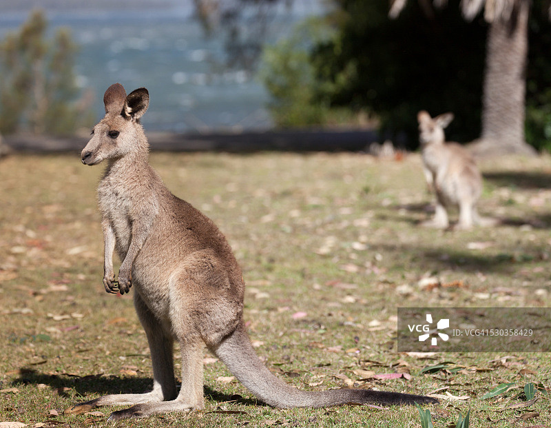 袋鼠图片素材